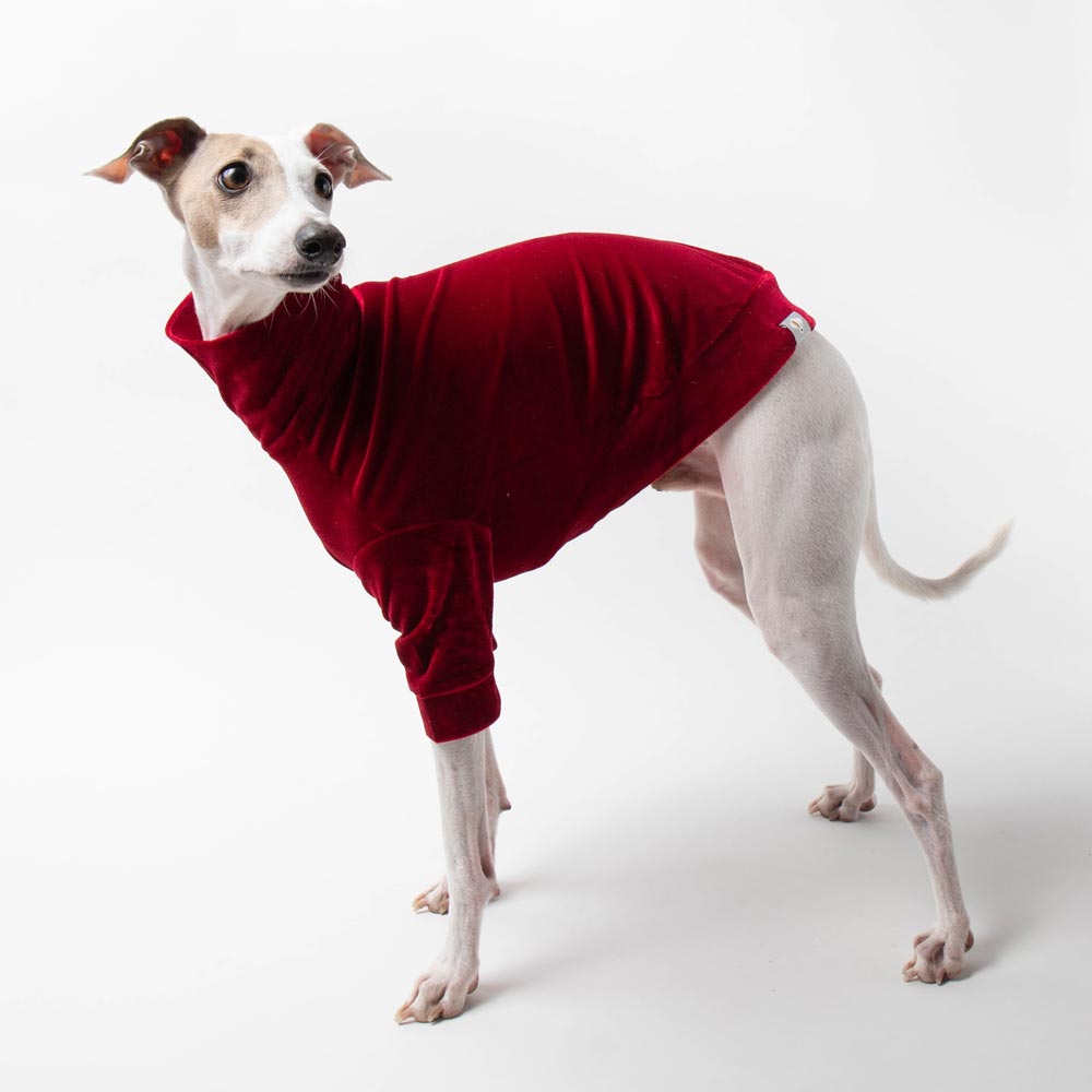 Italian Greyhound Turtleneck Sweater in Red Velvet – IGGY DOGWEAR