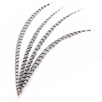 Natural Reeves Pheasant Feather 35-40 inches by the Piece – Schuman Feathers