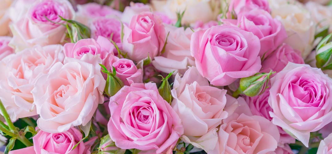langage des fleurs rose