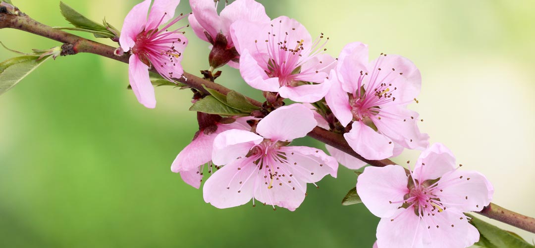 langage des fleurs cerisier