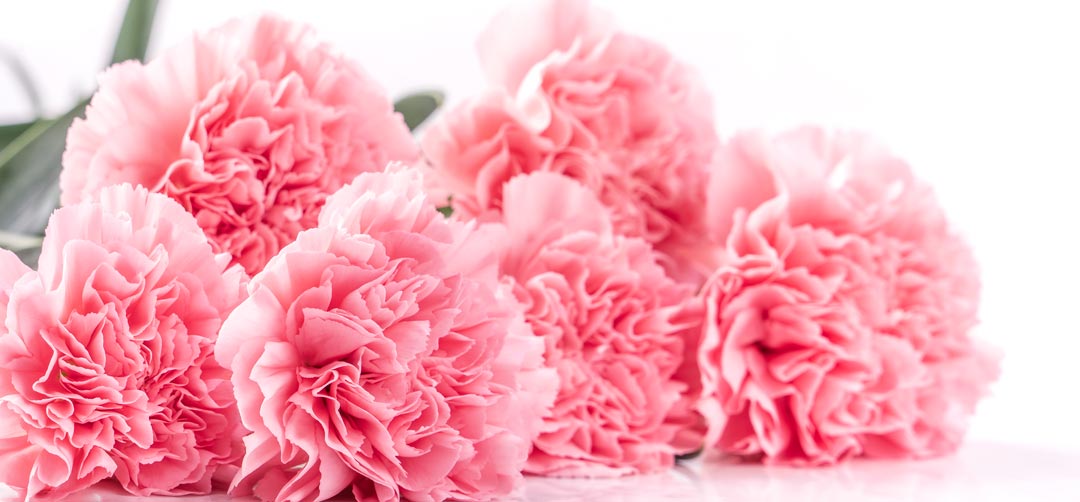 language of flowers carnations