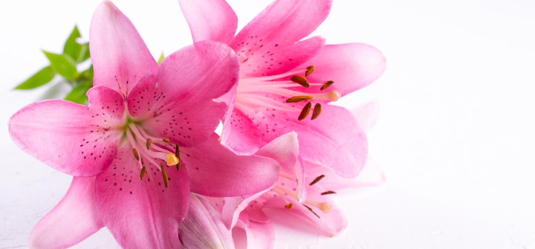 language of flowers pink lily