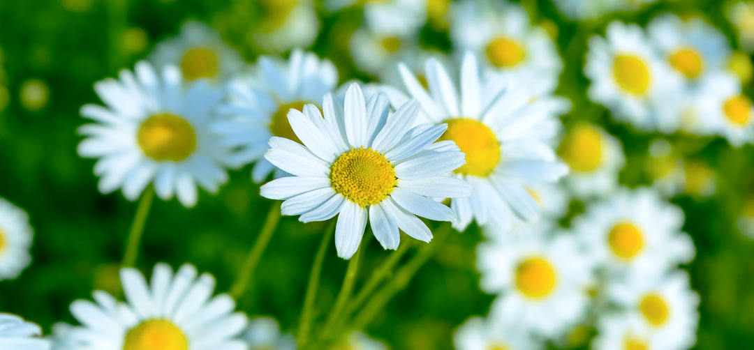 language of daisy flowers