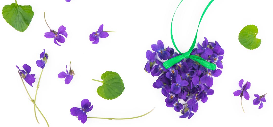 language of flowers violet