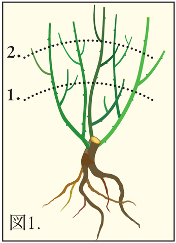 バラの育て方 裸苗 David Austin Roses Japan