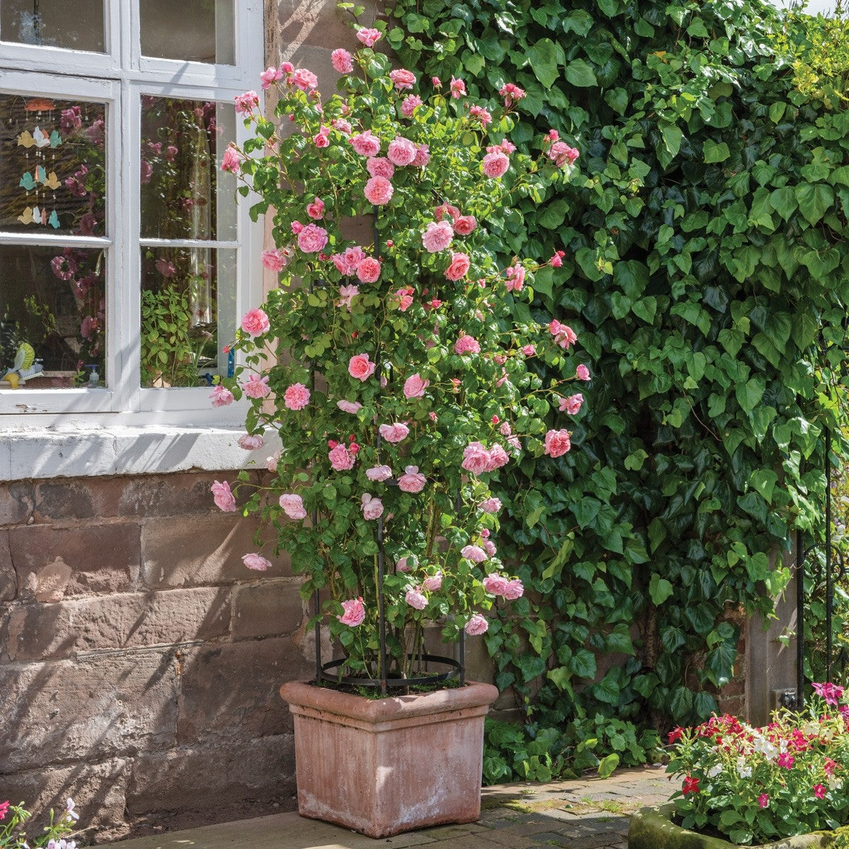 ストロベリー ヒル つるバラ鉢苗 Strawberry Hill Climbing Potted Ausrimini David Austin Roses Japan