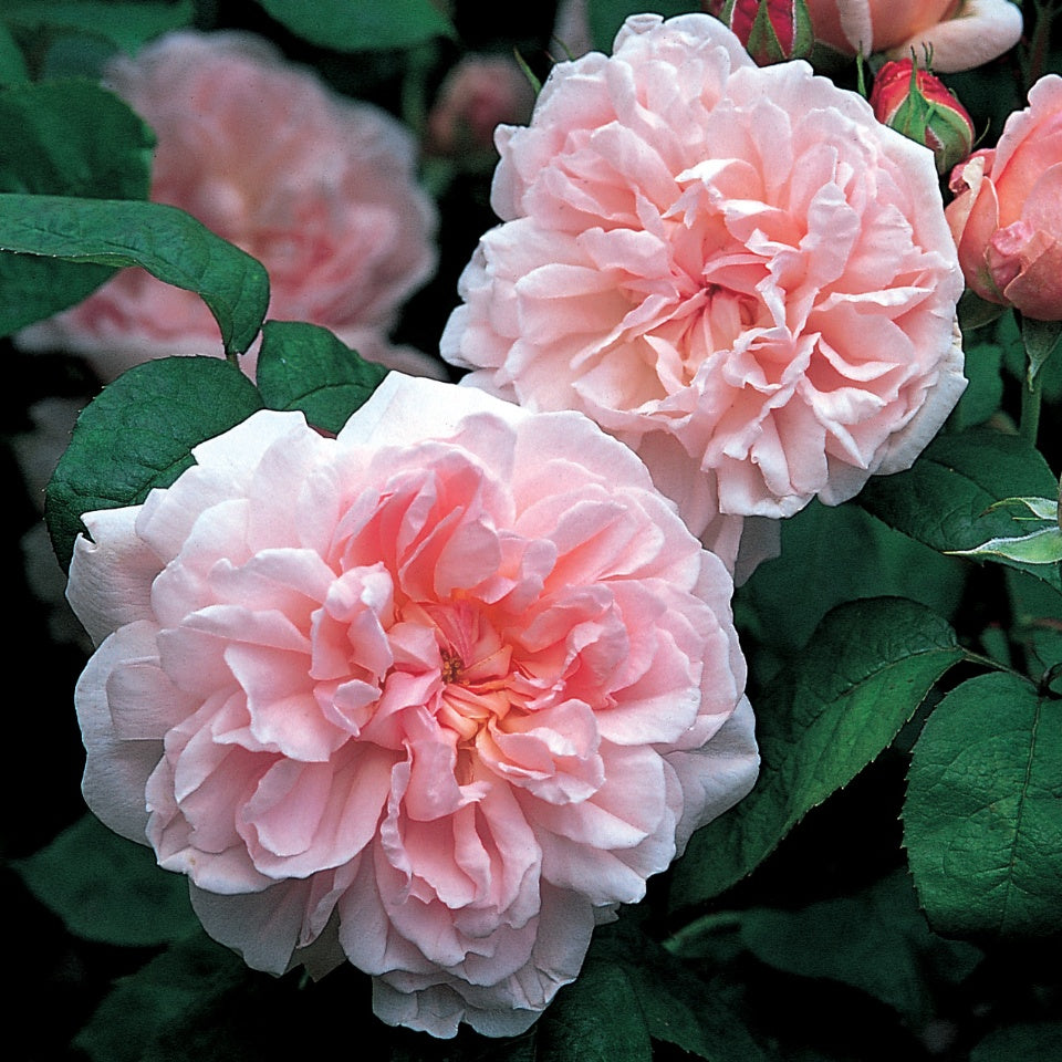 エグランタイン裸苗 Eglantyne Ausmak David Austin Roses Japan