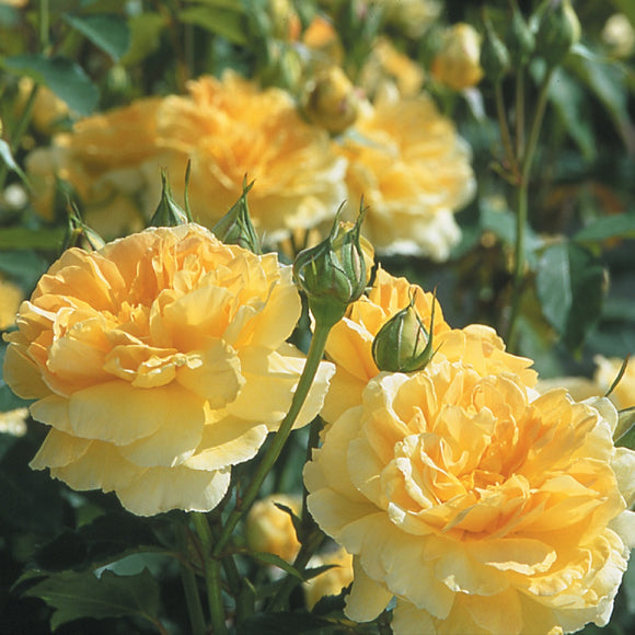 モリニュー裸苗 Molineux Ausmol David Austin Roses Japan