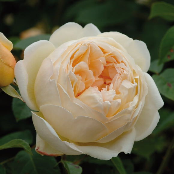香り豊かなバラ David Austin Roses Japan