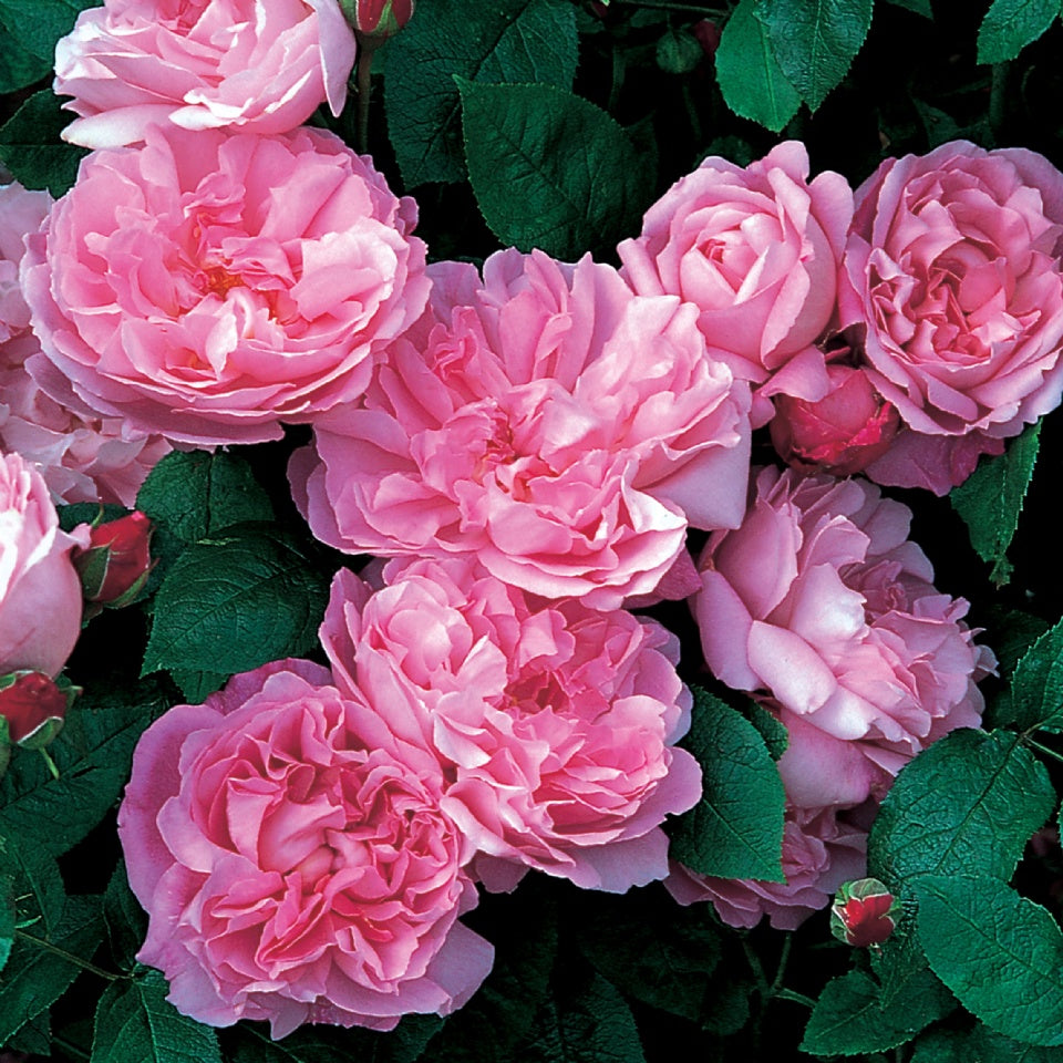 メアリー ローズ 鉢苗 Mary Rose Potted Ausmary David Austin Roses Japan