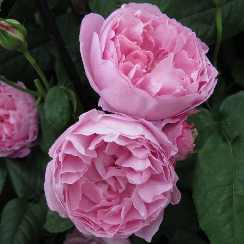 メアリー ローズ 鉢苗 Mary Rose Ausmary David Austin Roses Japan