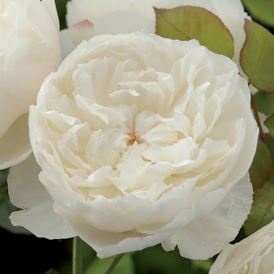 ウィリアム アンド キャサリン裸苗 William And Catherine Ausrapper David Austin Roses Japan