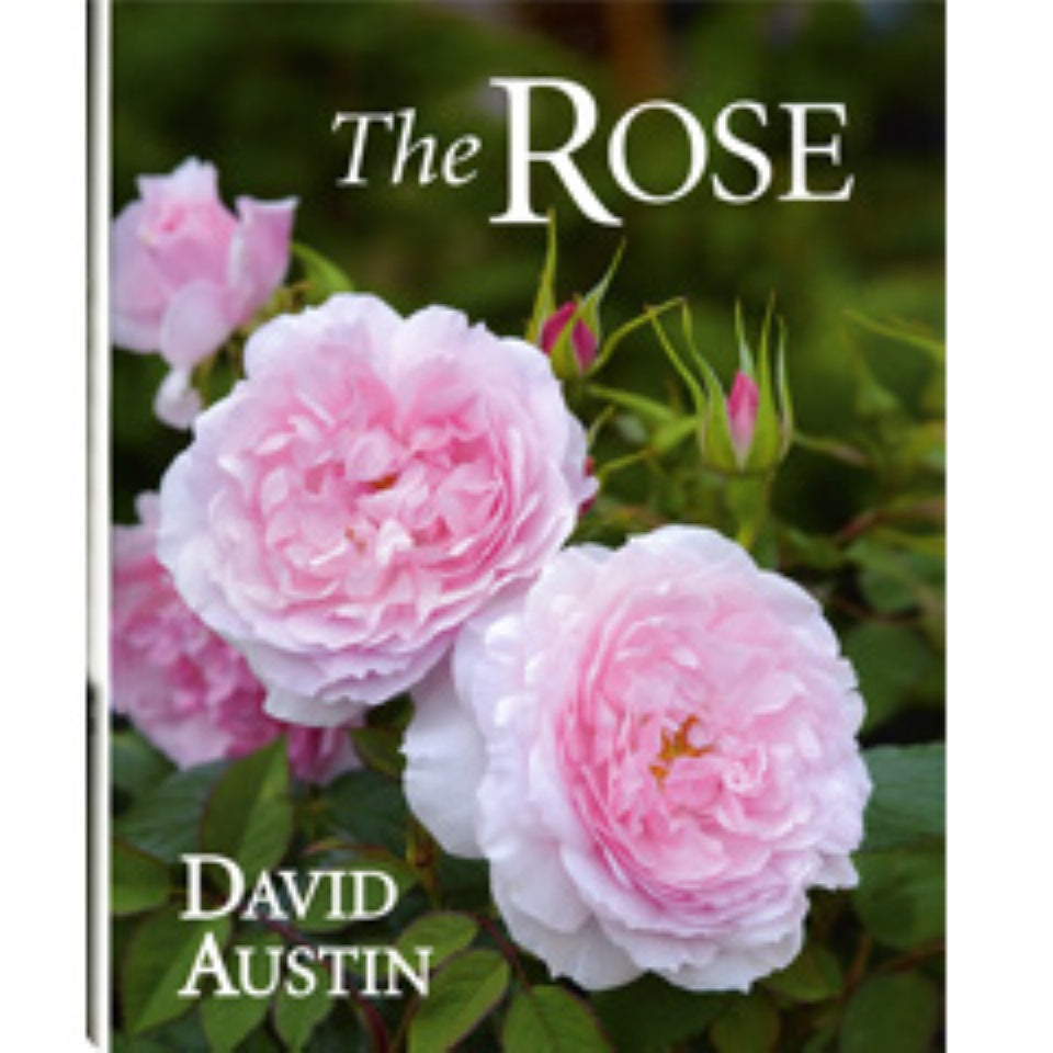 新版 The Rose 英語版 By デビッド オースチン David Austin S The Rose David Austin Roses Japan