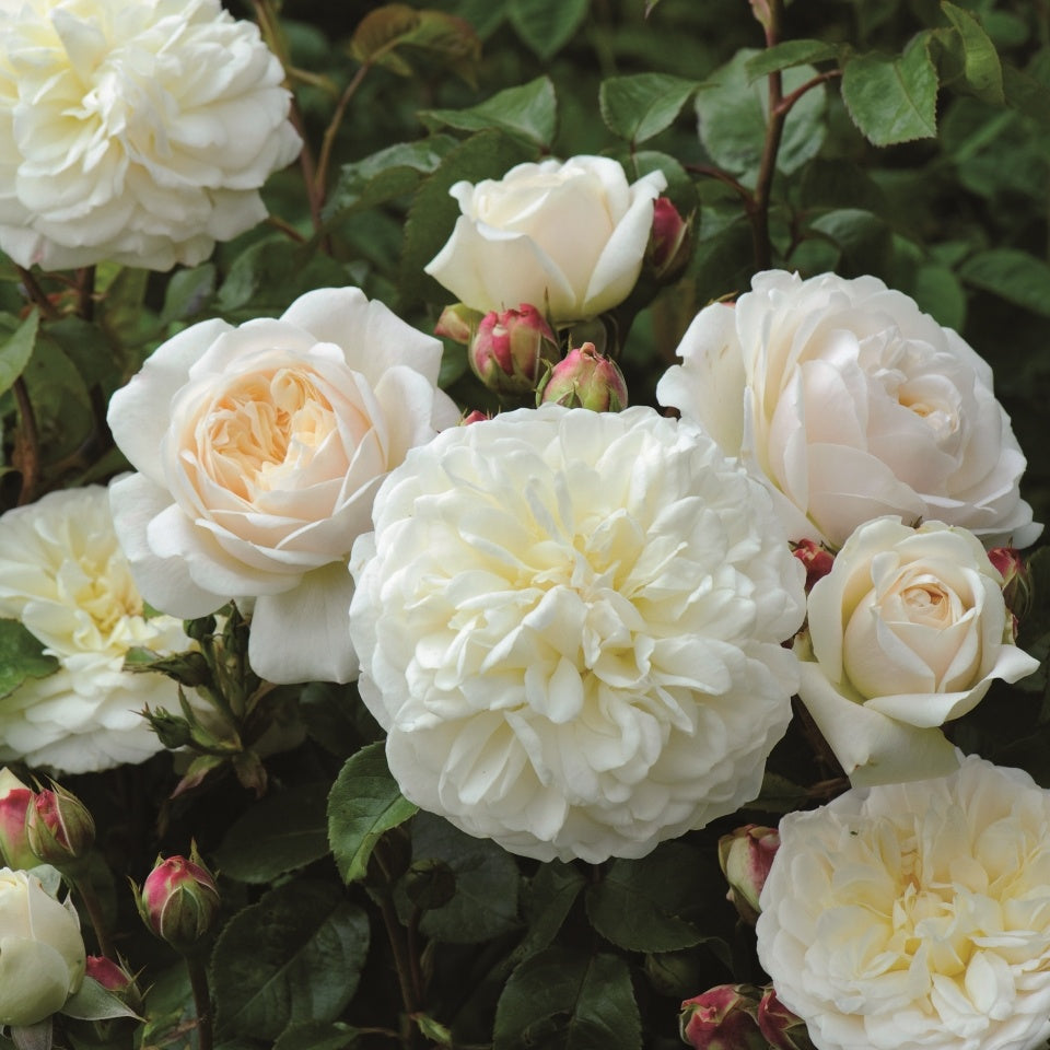 トランクウィリティー裸苗 Tranquillity Ausnoble David Austin Roses Japan