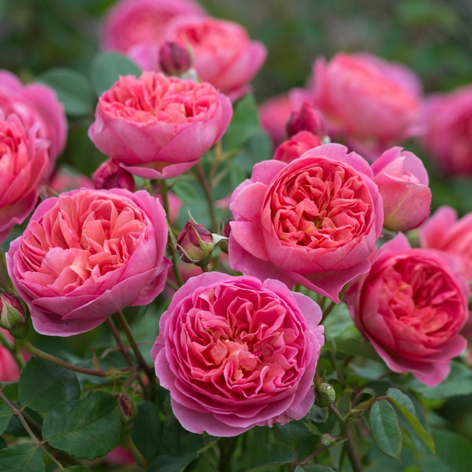 ボスコベル裸苗 Boscobel Auscousin David Austin Roses Japan