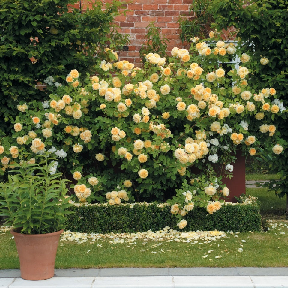 ティージング ジョージア つるバラ鉢苗 Teasing Georgia Climbing Potted Ausbaker David Austin Roses Japan