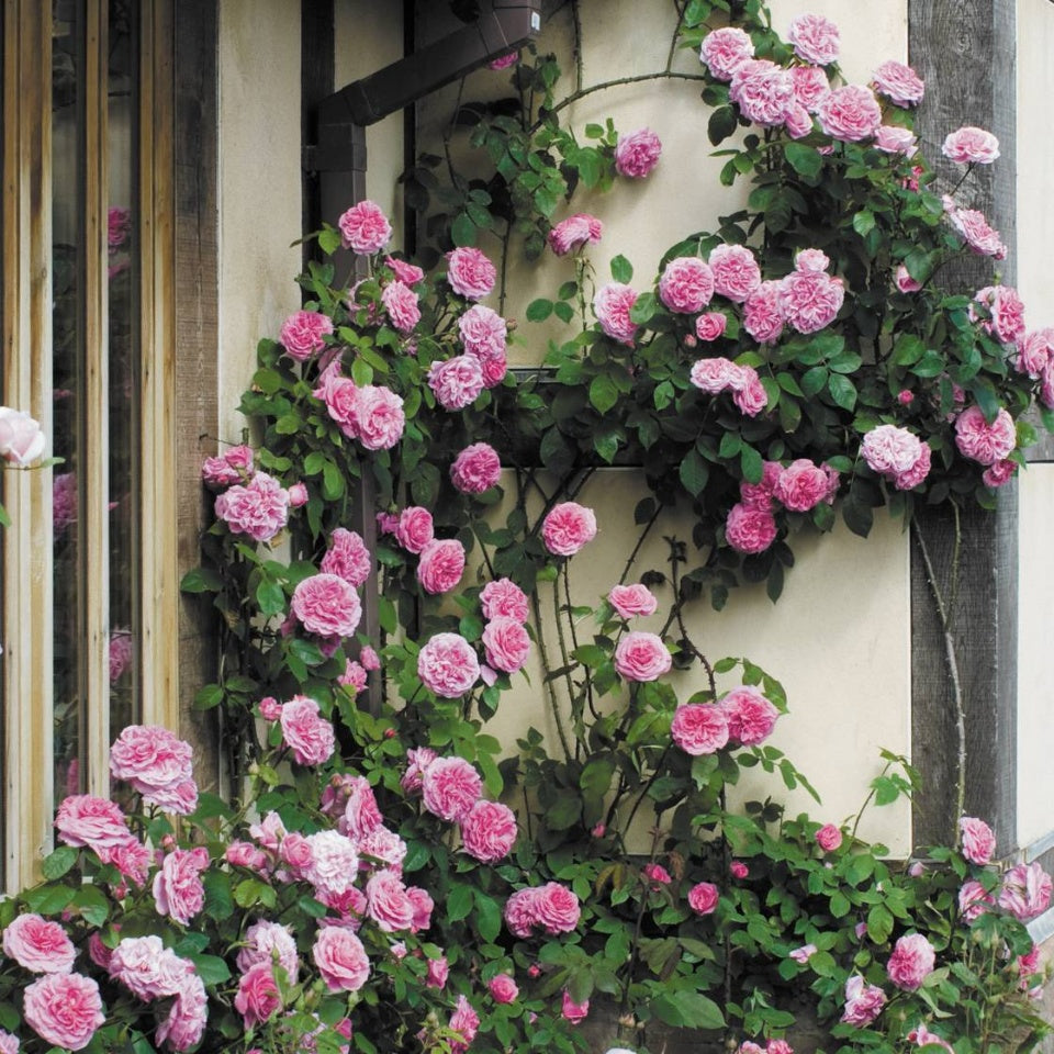 ガートルード ジェキルつるバラ鉢苗 Gertrude Jekyll Climbing Potted Ausbord David Austin Roses Japan