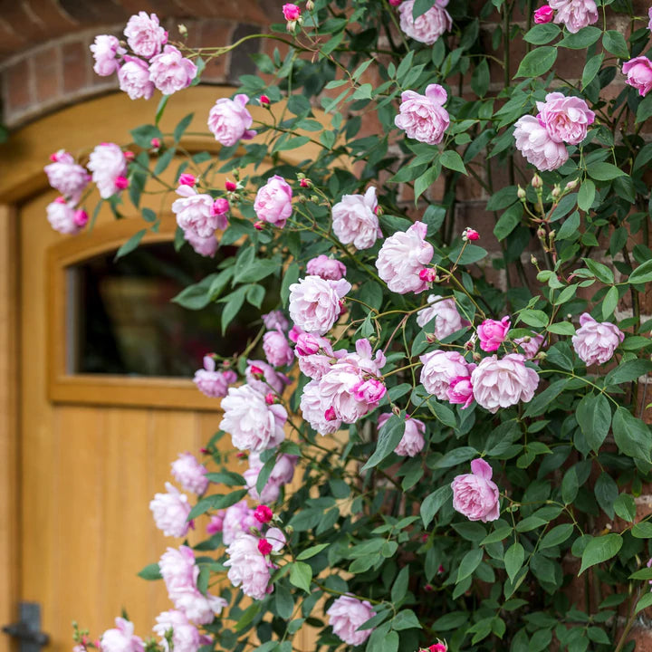 メアリー ディレイニー つるバラ鉢苗 Mary Delany Climbling Potted Ausorts David Austin Roses Japan