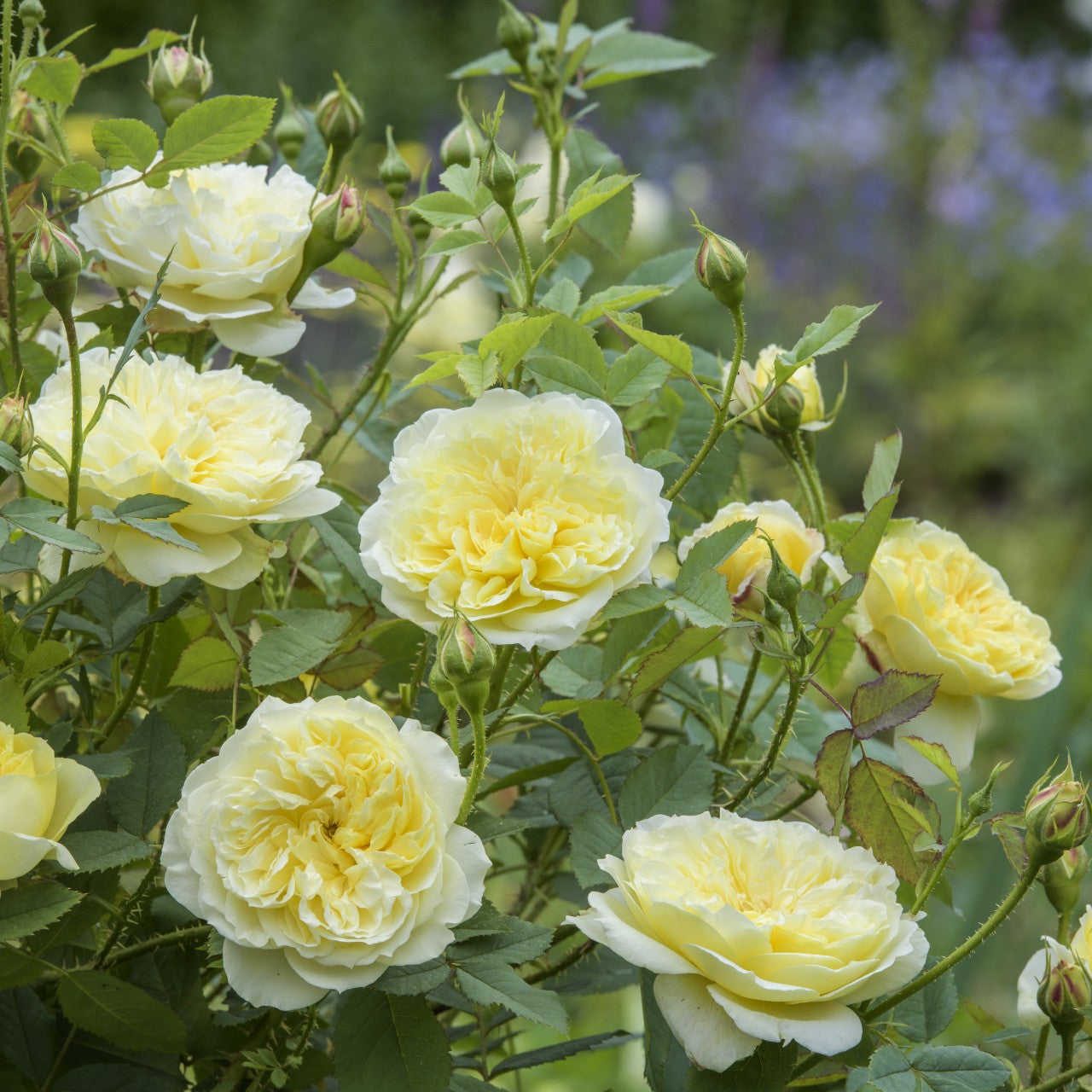 ザ カントリー パーソン 鉢苗 The Country Parson Potted Ausclergy David Austin Roses Japan