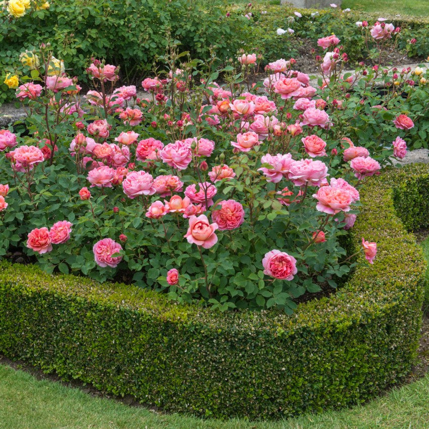 ボスコベル鉢苗 Boscobel Potted Auscousin David Austin Roses Japan