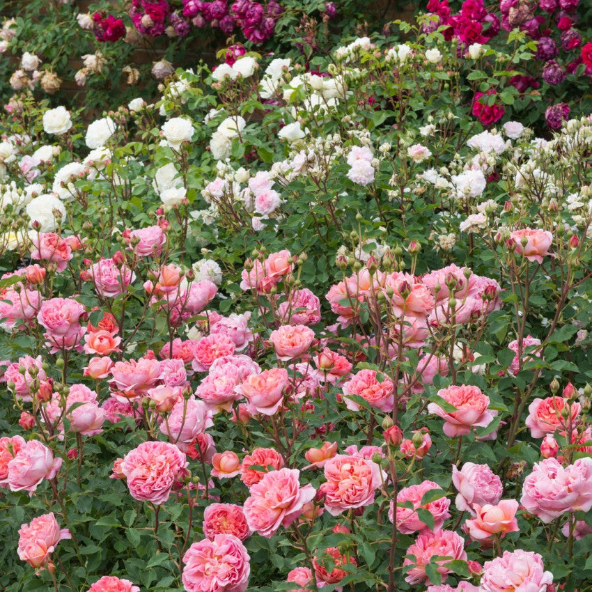 ボスコベル裸苗 Boscobel Auscousin David Austin Roses Japan