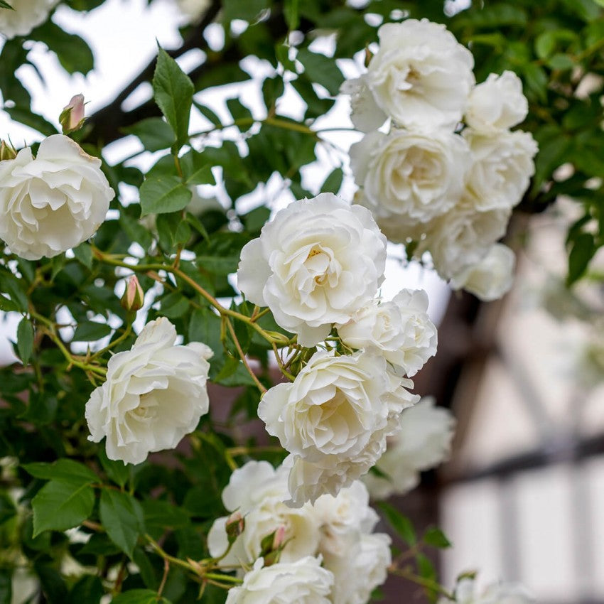 アイスバーグ つる裸苗 Iceberg Climbing David Austin Roses Japan