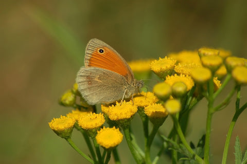 butterfly on yellow tansy plant