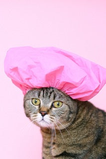 Cat wearing shower cap