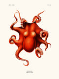 Cephalopod Polypus Levis Hoyle