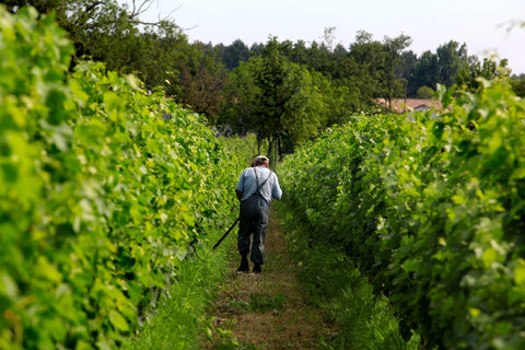 vinedo vino natural