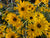 yellow native sunflower blooms