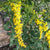 Yellow Goldenrod Flowers