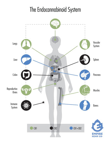 Endocannabinoid System Graphic