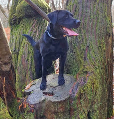 Castle the black labrador on a woodland walk