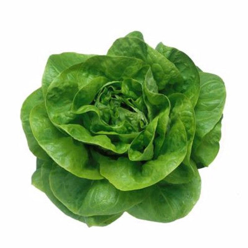 Image of Butterhead lettuce