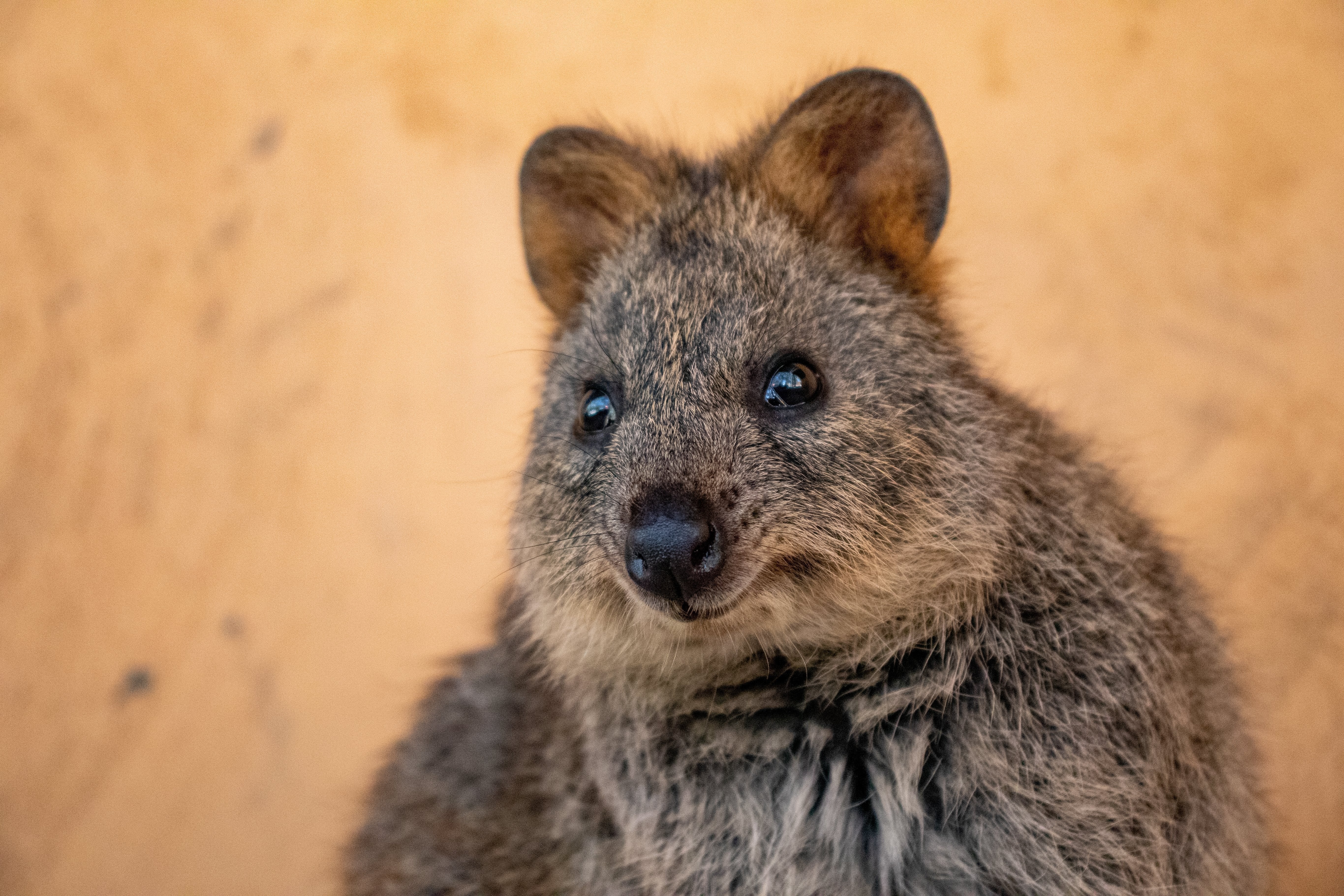 As Happy as a Quokka