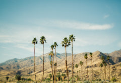 Photograph of Palm Trees and Mountains of Palm Springs California taken in 2017