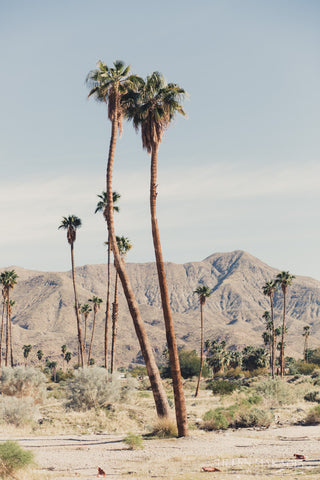 Photograph of Palm Trees and Mountains in Palm Springs California