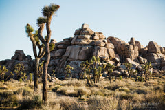 Photographs of the Joshua Tree National Park, of Joshua Trees and Cacti