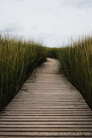 Cape Cod Seagrass and Boardwalk Print