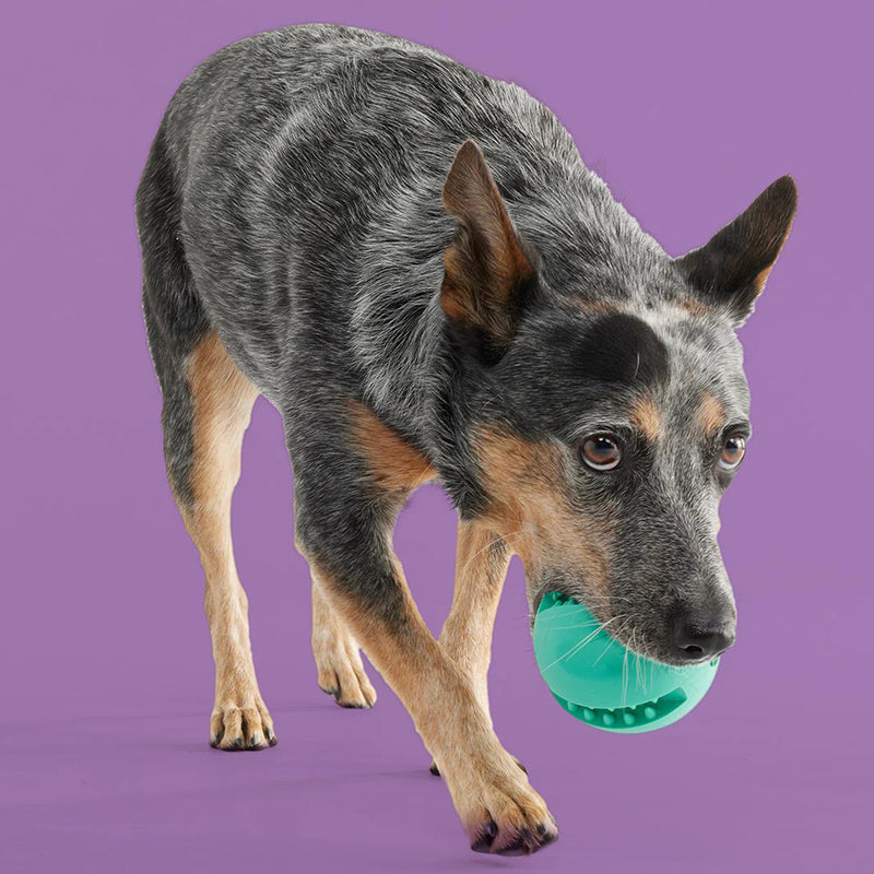 Yomp Snackin Ball Dog Toy Brookstone