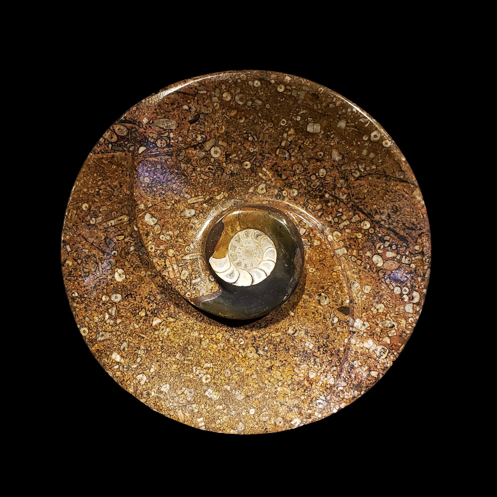 Ammonite and Belemnite Spiral Dish in Brown