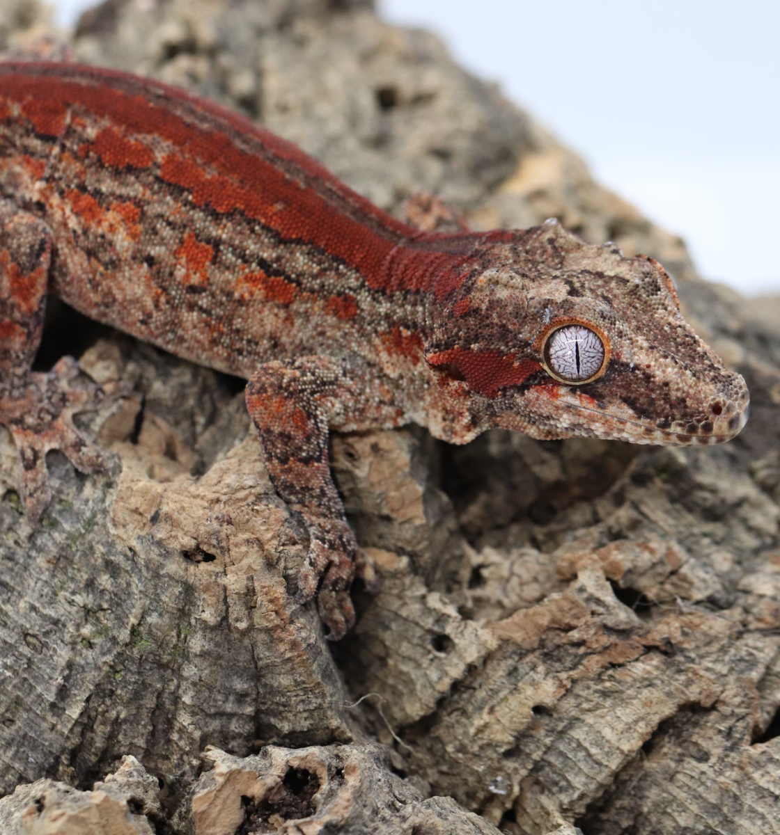 Gargoyle Gecko - GM22-5