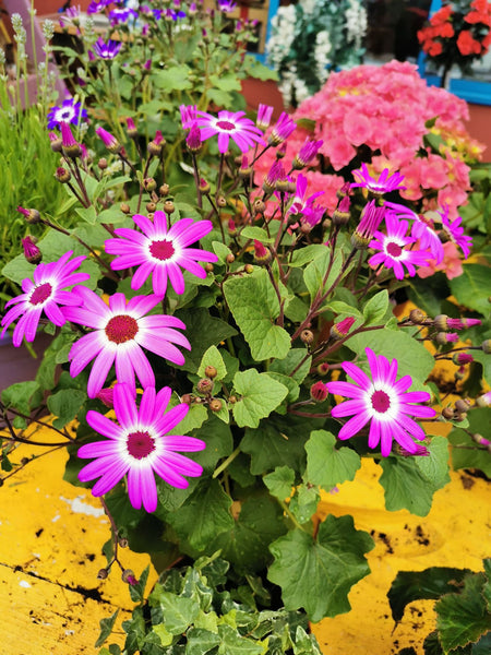 The Blooming Brilliant Garden Centre in Dermot Kehoes New Ross