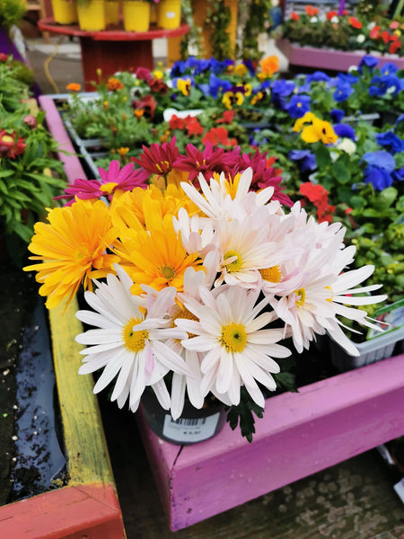 The Blooming Brilliant Garden Centre in Dermot Kehoes New Ross