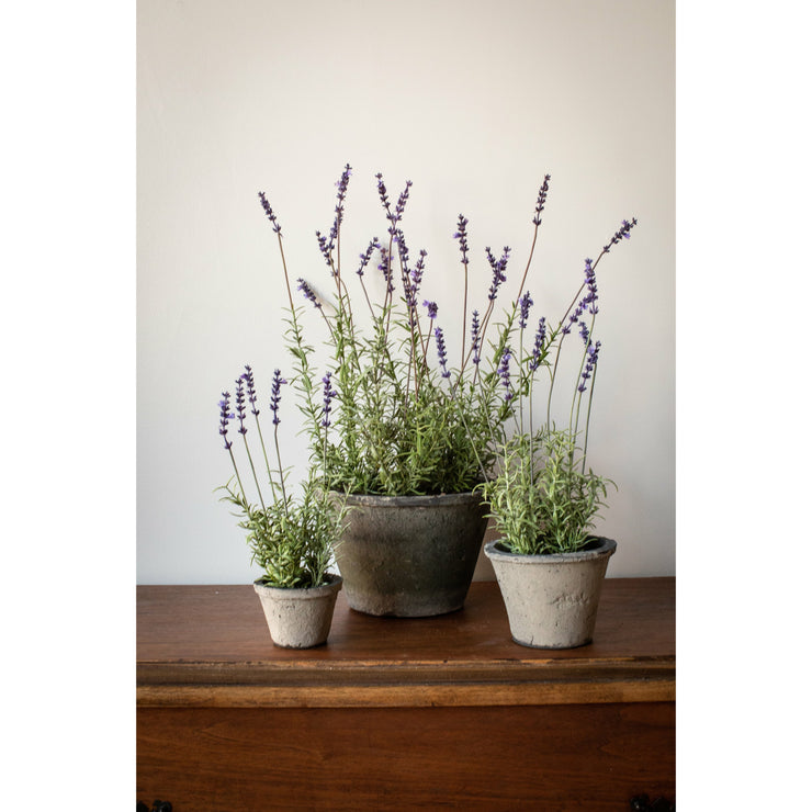 Katie Potted French Lavender Plant – Park and Oak Collected