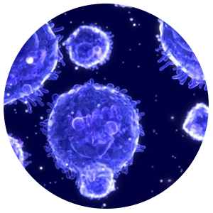 IMMUNE-SYSTEM.png__PID:0ad0cf27-698a-48f4-8da8-84e1dfcaf8ed