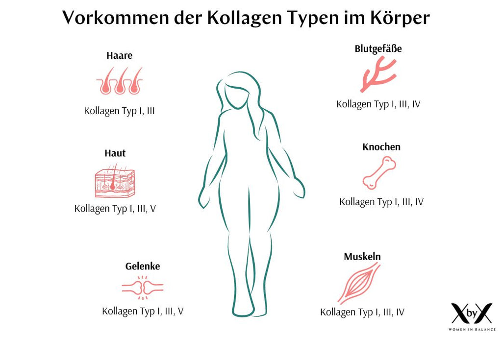 Kollagen Typen