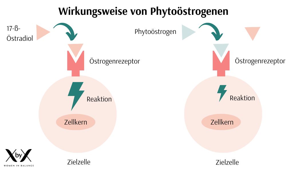 Phytoöstrogene Wirkung