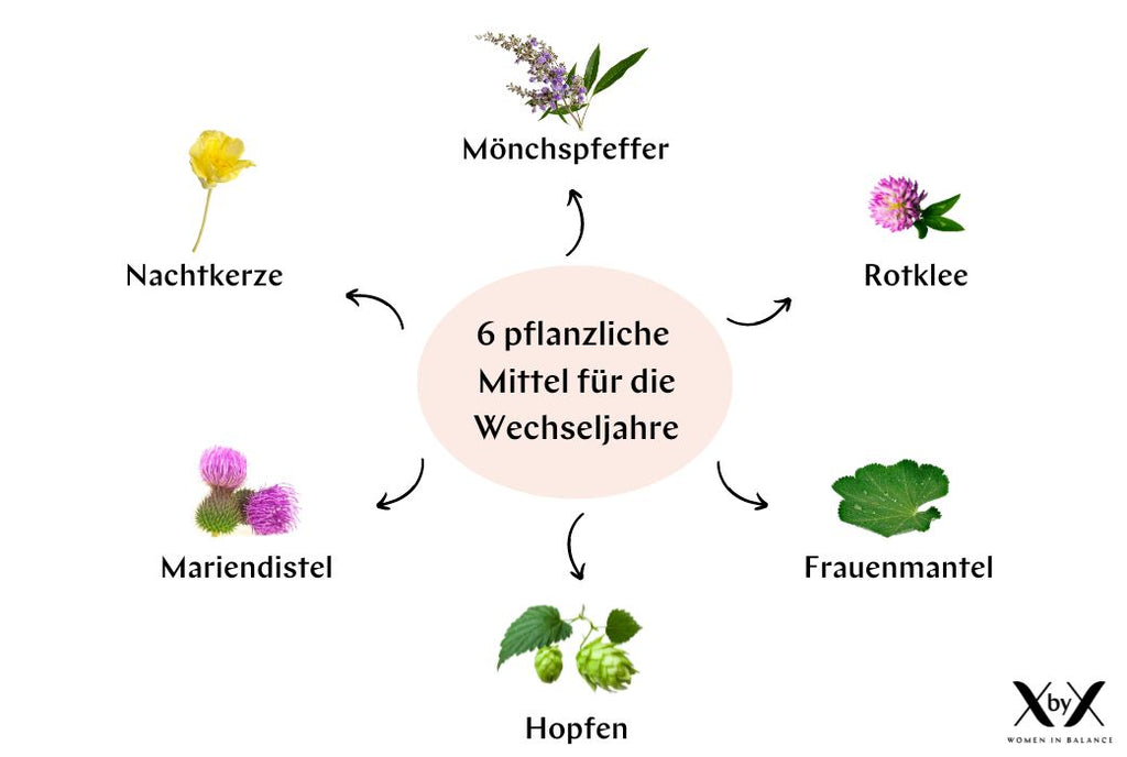 Pflanzliche Mittel Wechseljahre Hitzewallungen